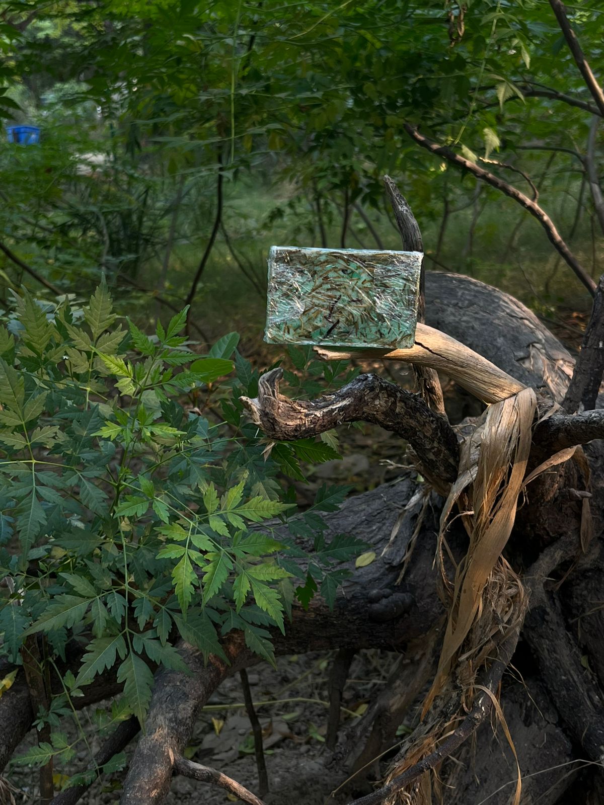 Rosemary Aqua Glow Soap