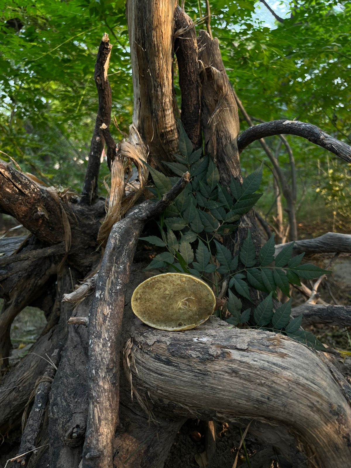 Daru Haldi Healing Bar