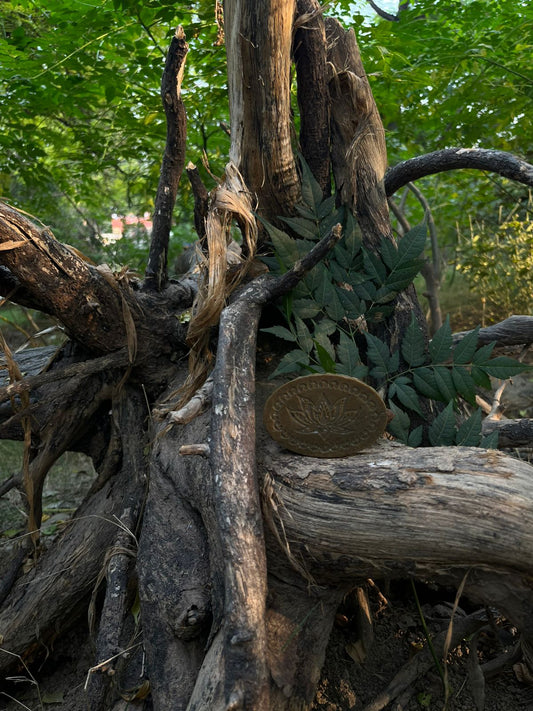 Daru Haldi Healing Bar