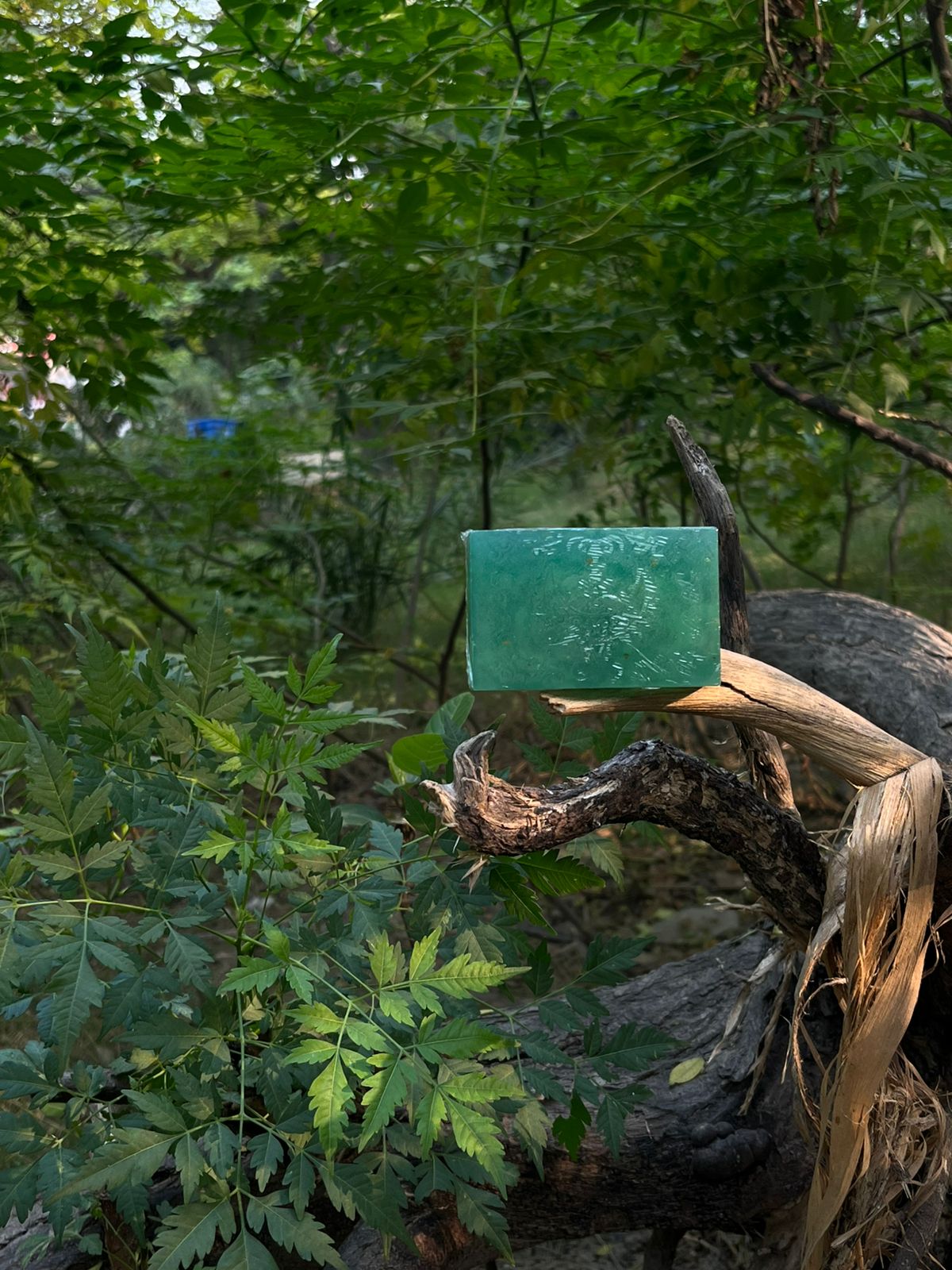 Rosemary Aqua Glow Soap